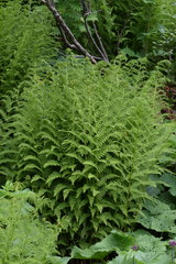 Athyrium distentifolium