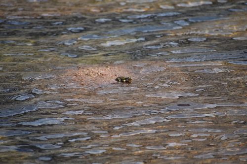 iNaturalist observation photo of Sierra Nevada Yellow-legged Frog