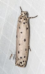 Ethmia praeclara