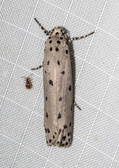 Ethmia praeclara