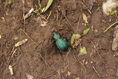Carabus scabrosus tauricus
