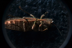Texania campestris