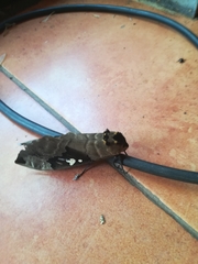 Lophostethus dumolinii