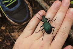 Carabus scabrosus tauricus