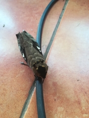 Lophostethus dumolinii