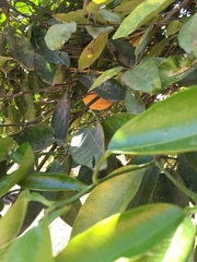 Citrus maxima