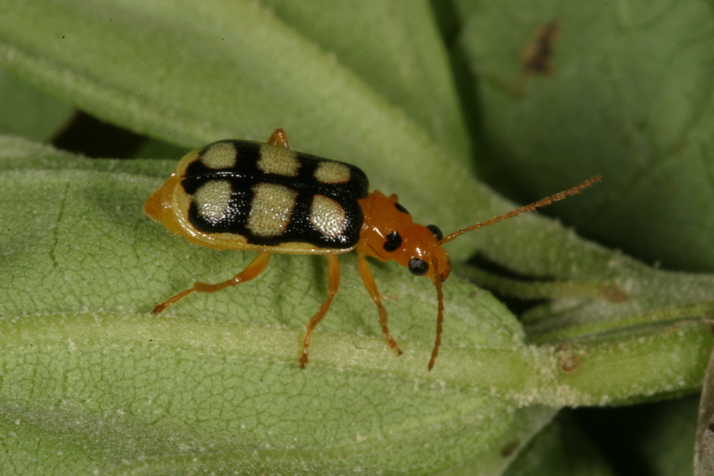 Trichobrotica verbesinae
