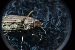 Texania campestris