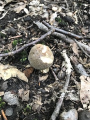 Tylopilus atronicotianus