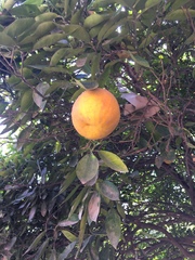 Citrus maxima