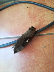 Lophostethus dumolinii