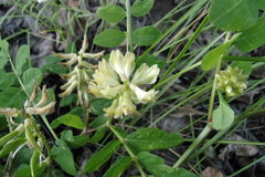 Astragalus glycyphyllos