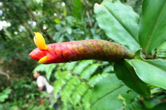 Costus scaber