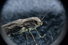 Texania campestris