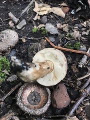 Tylopilus atronicotianus