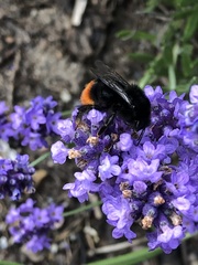 Bombus lapidarius