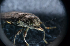 Texania campestris