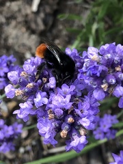 Bombus lapidarius