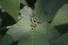 Ischnus inquisitorius