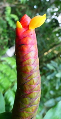 Costus scaber