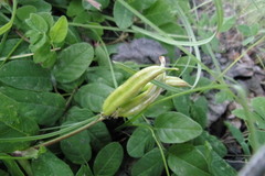 Astragalus glycyphyllos