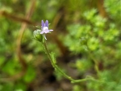 Linaria arvensis