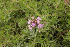Thymus callieri