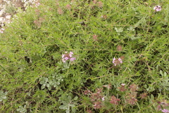 Thymus callieri