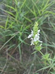 Stachys recta