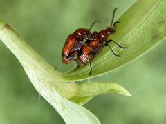 Neolema quadriguttata