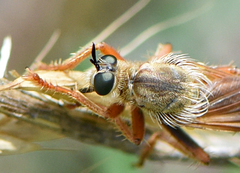 Ospriocerus longulus