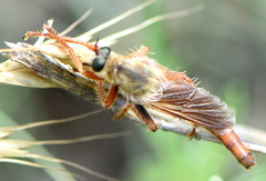 Ospriocerus longulus