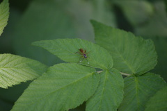 Ischnus inquisitorius