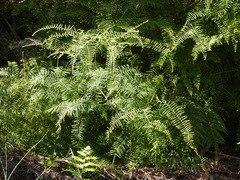 Gleichenia dicarpa