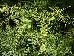 Gleichenia dicarpa