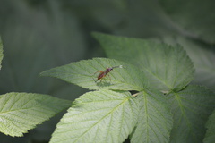 Ischnus inquisitorius