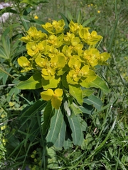 Euphorbia austriaca