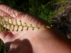 Gleichenia dicarpa