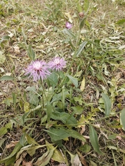 Centaurea jacea