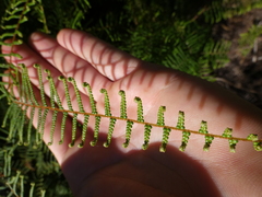Gleichenia dicarpa