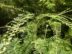 Gleichenia dicarpa