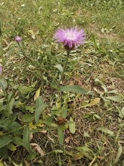 Centaurea jacea