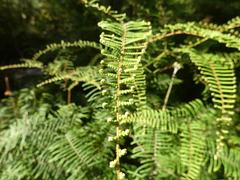 Gleichenia dicarpa