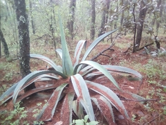 Agave maximiliana