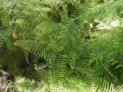Gleichenia dicarpa