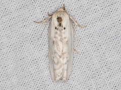Antaeotricha manzanitae