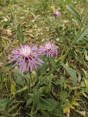 Centaurea jacea
