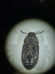 Blapstinus fortis