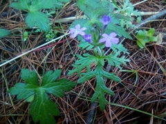 Glandularia chiricahensis
