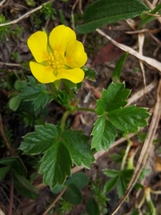 Potentilla brauniana